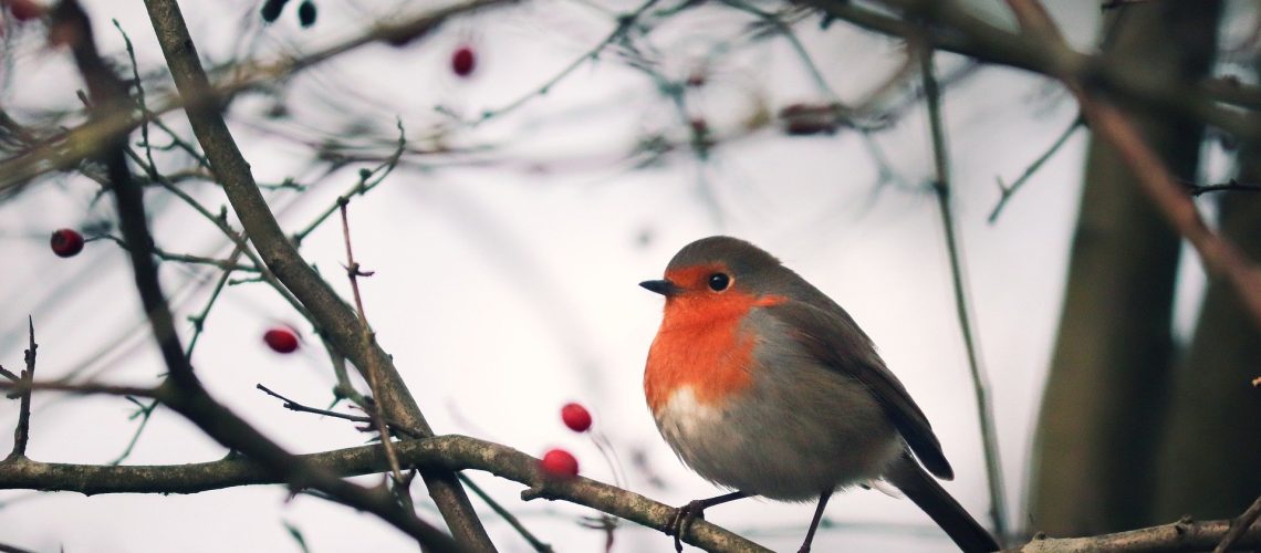 robin-3909627_1920